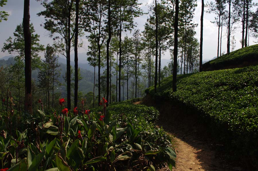 Tea plantation, Spring Valley Sri Lanka